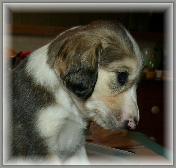 silver-fawn-grizzle-dog-4plus-weeks-old.jpg
