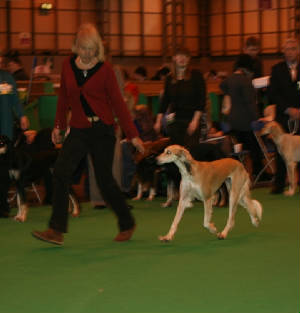 crufts2010042.jpg