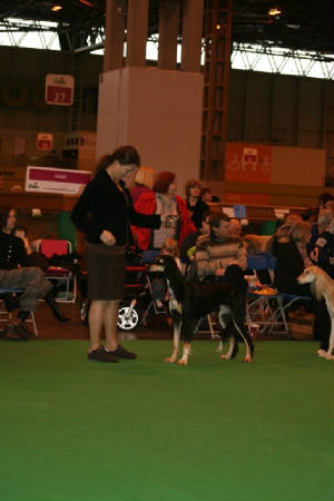 crufts2010044.jpg