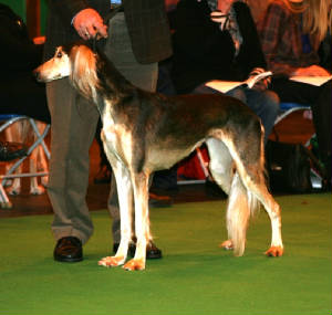 crufts2010055.jpg