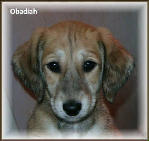 obadiahhead7wks.jpgredux.jpg