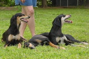 shivaskennelfl063.jpg