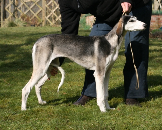 crufts2010062.jpg