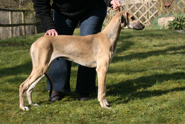 crufts2010083.jpg