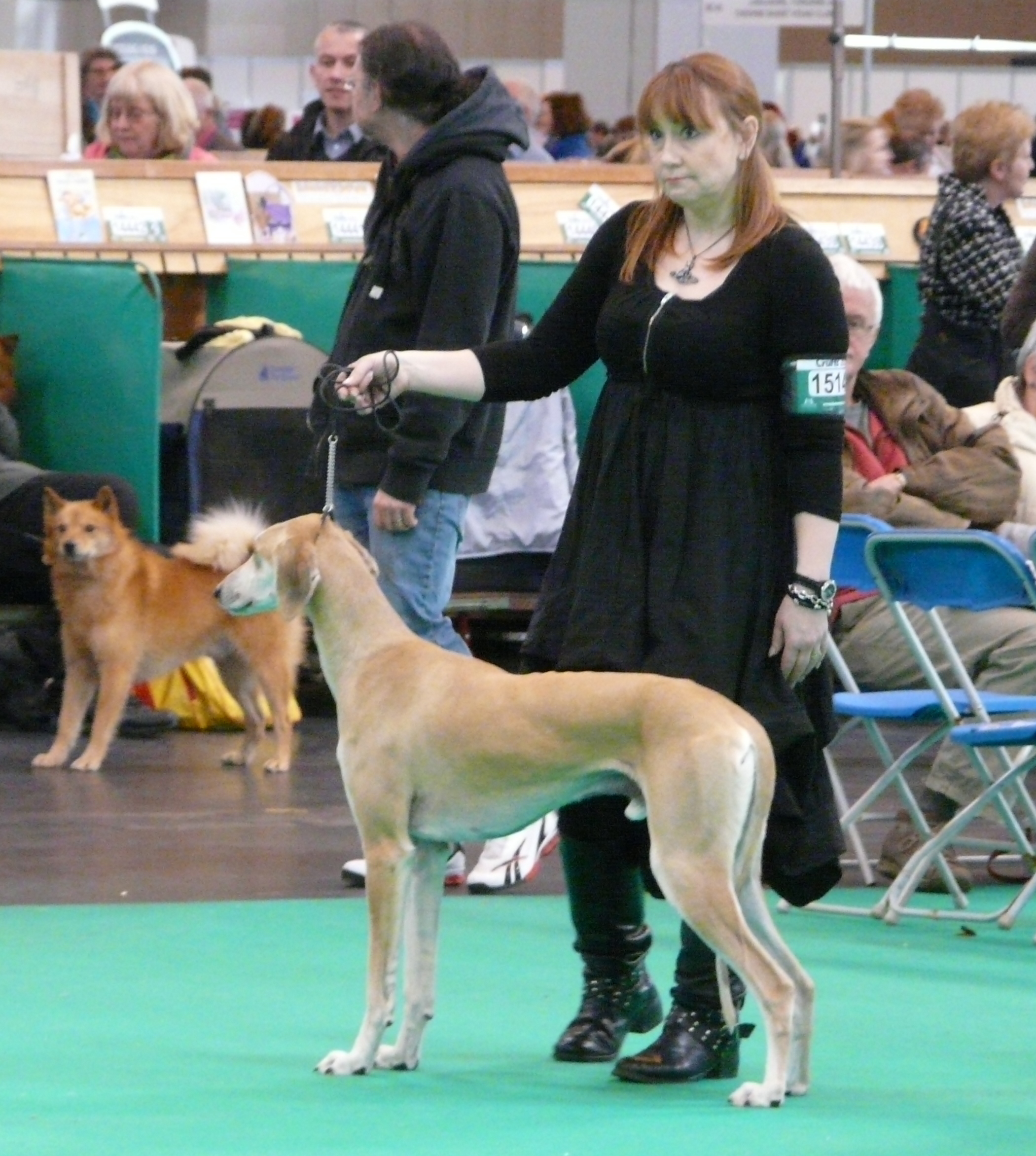 crufts2011obidiah.jpg