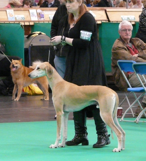 crufts2011obidiah2.jpg