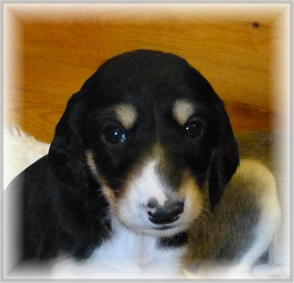 blackandtan-tri-dog-4plus-weeks-reduced.jpg